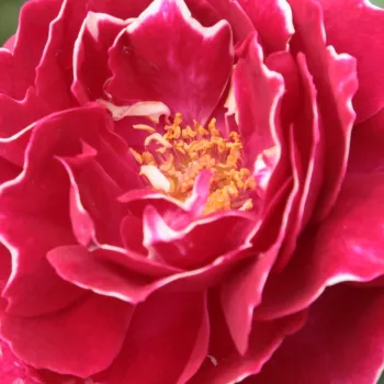 Rosen Gärtnerei - hybrid perpetual rosen - rot - weiß - Rosa Baron Girod de l'Ain - stark duftend - Reverchon - Eine Sorte, die aus keiner Sammlung fehlt.