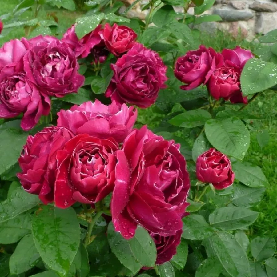 Reverchon - Rosa - Baron Girod de l'Ain - rosal de pie alto