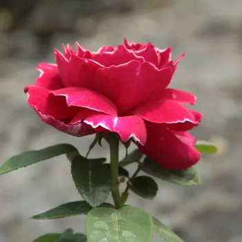 Rosa Baron Girod de l'Ain - bordová - bílá - stromkové růže - Stromkové růže, květy kvetou ve skupinkách