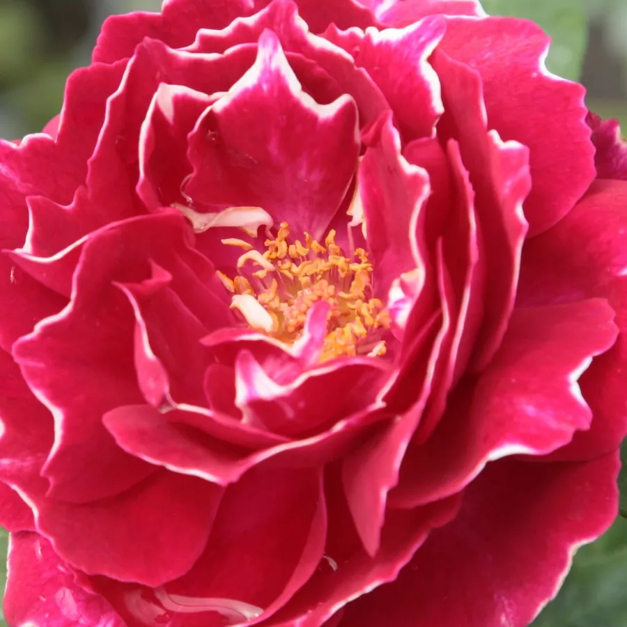 Bukietowy - Róża - Baron Girod de l'Ain - 