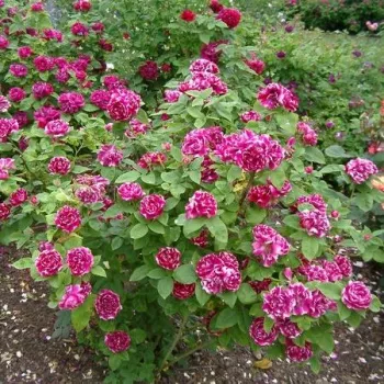 Rosso - bianco - Rose Ibridi Perenni   (100-150 cm)
