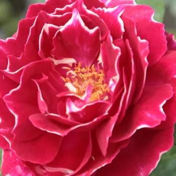 Narudžba ruža - jarko crveno - bijela - starinska - hibridna perpetual ruža - ruža intenzivnog mirisa - aroma manga - Baron Girod de l'Ain - (100-150 cm)