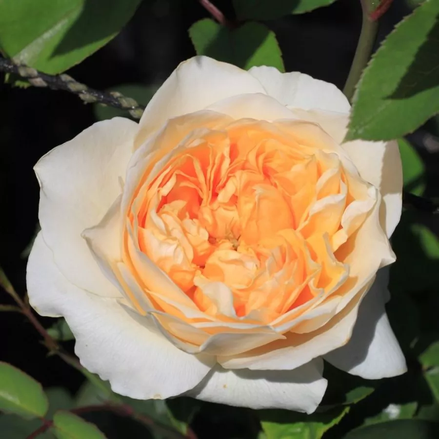 Róża o intensywnym zapachu - Róża - Golden Fleece - sadzonki róż sklep internetowy - online