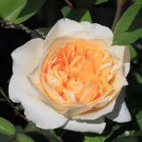 Sárga - Rosa Golden Fleece - climber, futó rózsa - online rózsa vásárlás - intenzív illatú rózsa - eper aromájú