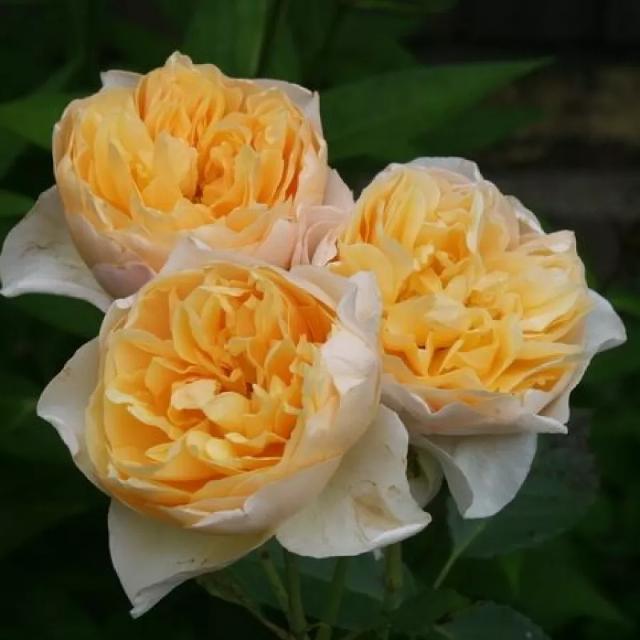 Climber, vrtnica vzpenjalka - Roza - Golden Fleece - vrtnice - proizvodnja in spletna prodaja sadik
