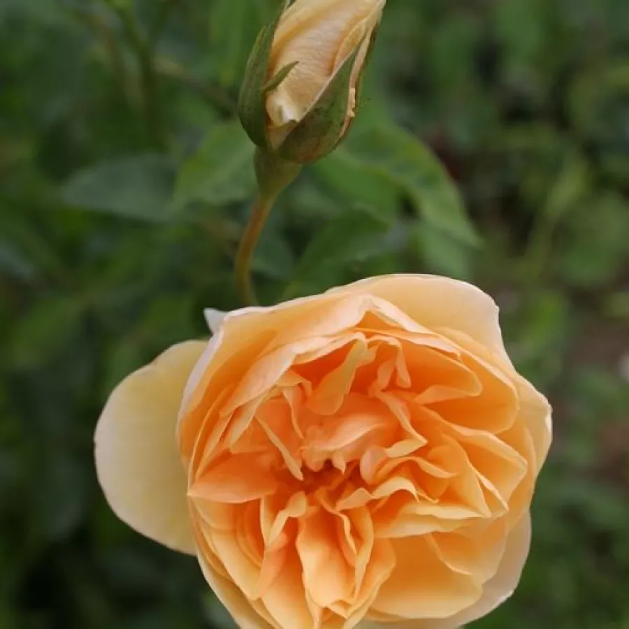 Rozetasta - Roza - Golden Fleece - vrtnice online