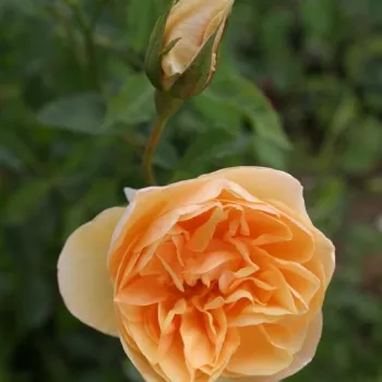 Rosa Golden Fleece - sárga - climber, futó rózsa