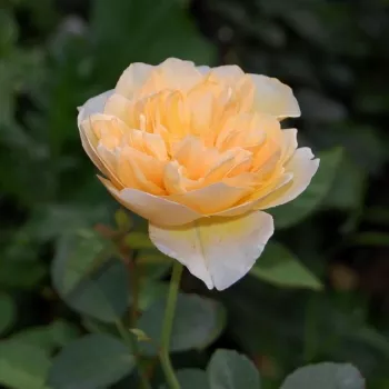 Zlato rumena - climber, vrtnica vzpenjalka - intenziven vonj vrtnice - aroma jagode