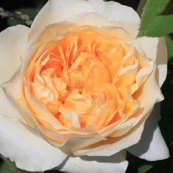 Online narudžba ruža - žuta - climber, penjačica - ruža intenzivnog mirisa - aroma jagode - Golden Fleece - (250-400 cm)