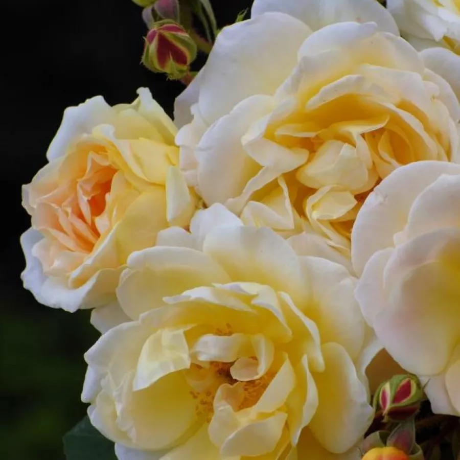 Rambler, róża pnąca - Róża - Scarman's Golden Rambler - sadzonki róż sklep internetowy - online