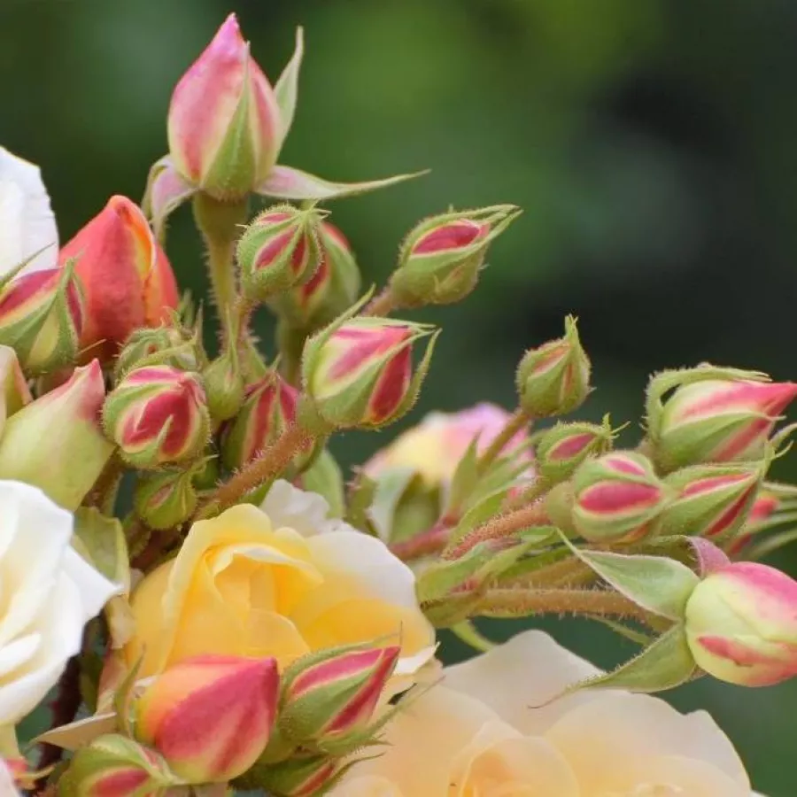Kroglasta - Roza - Scarman's Golden Rambler - vrtnice online