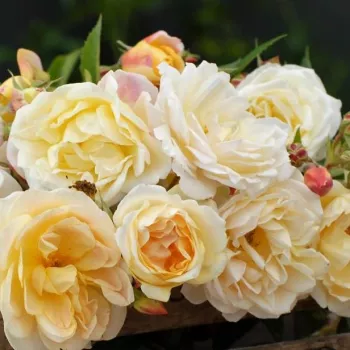 Sárga - rambler, kúszó rózsa - közepesen illatos rózsa - barack aromájú
