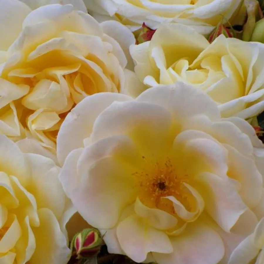 John Scarman - Róża - Scarman's Golden Rambler - sadzonki róż sklep internetowy - online
