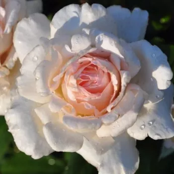 TRESOR DU JARDIN – krémrózsaszín teahibrid rózsa - Adam