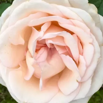Online rózsa kertészet - krémrózsaszín - erős, jól érezhető illatú rózsa - Tresor du Jardin - teahibrid rózsa - (60-90 cm)