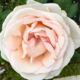 Rosa - edelrosen - teehybriden - rose mit intensivem duft - apfelaroma - Rosa Tresor du Jardin - rosen online kaufen