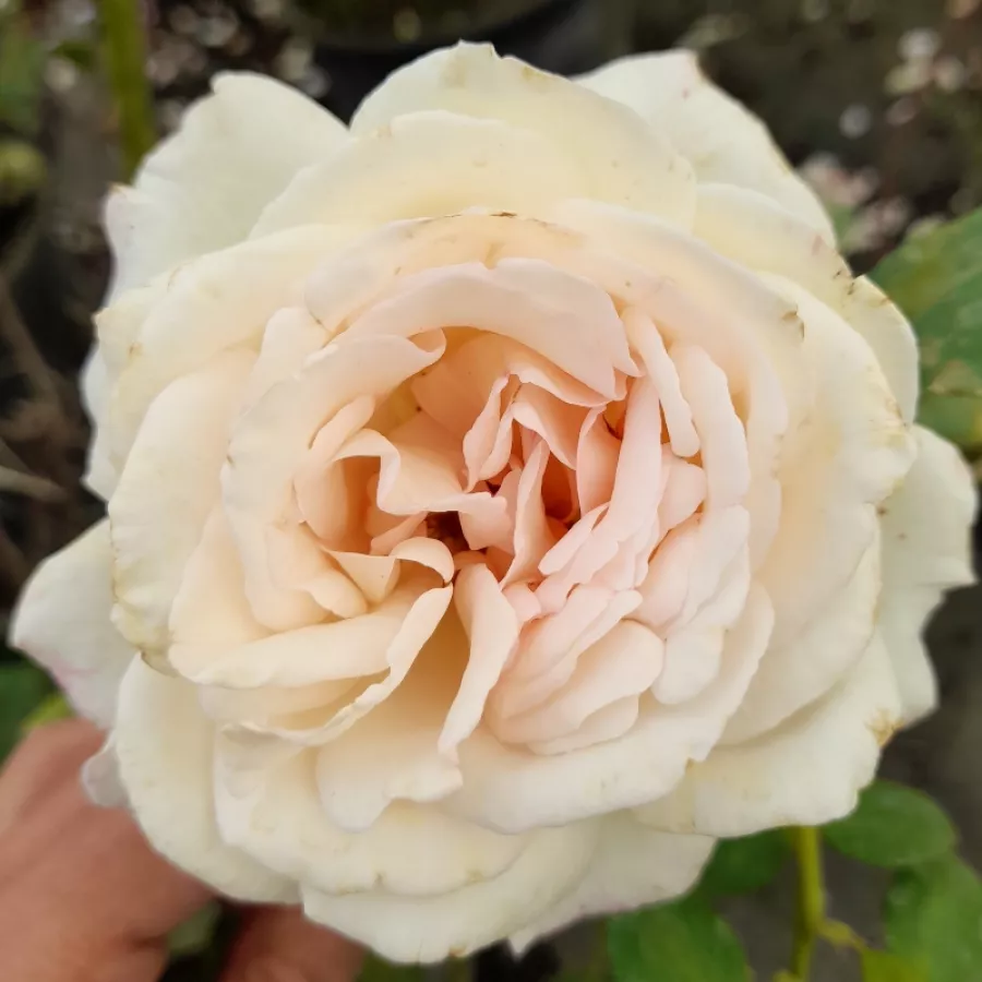 Hybrydowa róża herbaciana - Róża - Tresor du Jardin - sadzonki róż sklep internetowy - online