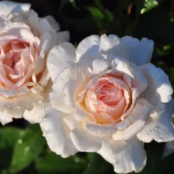 Barackrózsaszín - teahibrid rózsa - intenzív illatú rózsa - alma aromájú