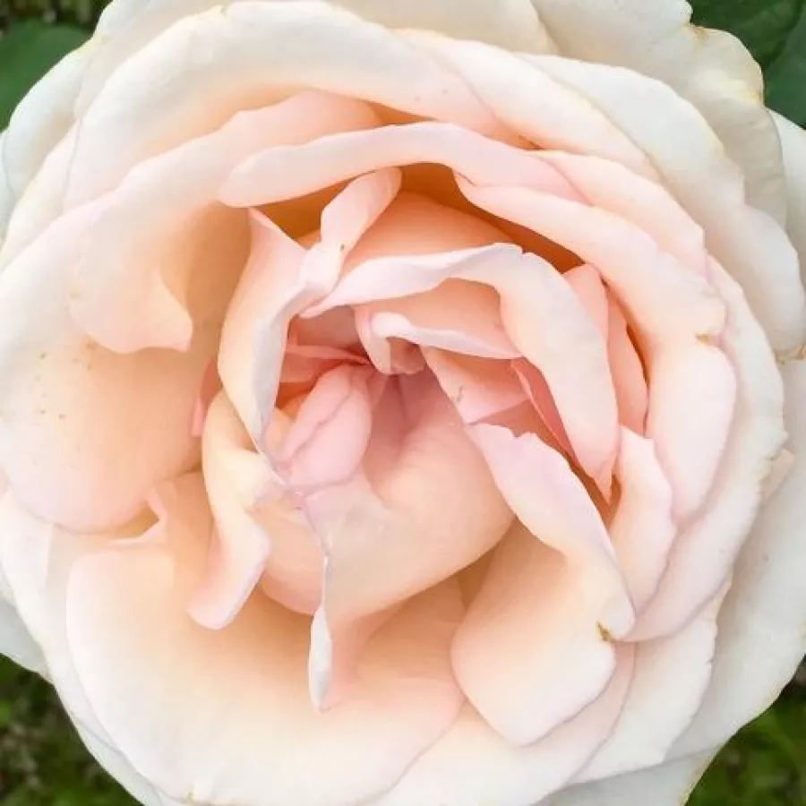 Csúcsos - Rózsa - Tresor du Jardin - online rózsa vásárlás