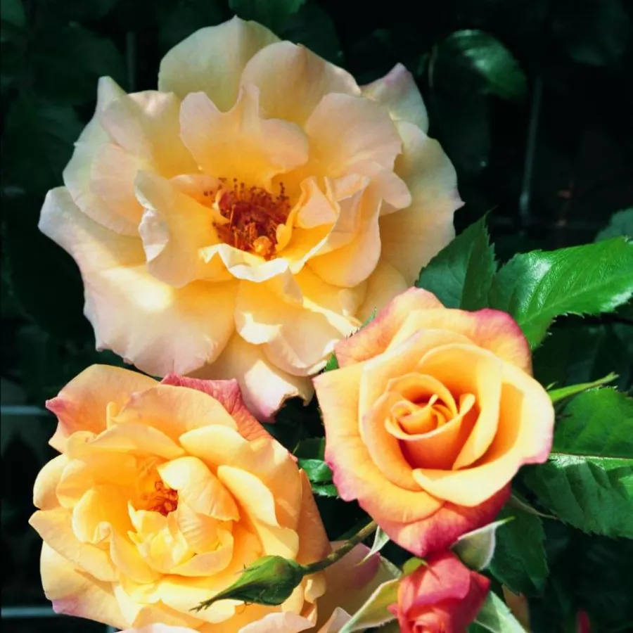 Giallo - Rosa - Moonlight ® - Produzione e vendita on line di rose da giardino