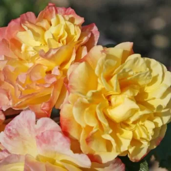 Ruže - online - koupit - climber, popínavá ruža - žltá - intenzívna vôňa ruží - aróma jabĺk - Moonlight ® - (200-300 cm)