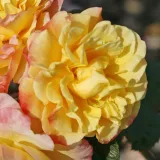 žltá - stromčekové ruže - Rosa Moonlight ® - intenzívna vôňa ruží - aróma jabĺk