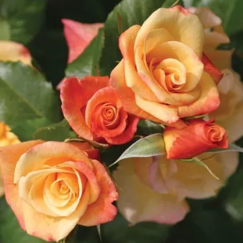 Rosa Moonlight ® - giallo - Rose per aiuole (Polyanthe – Floribunde) - Rosa ad alberello0