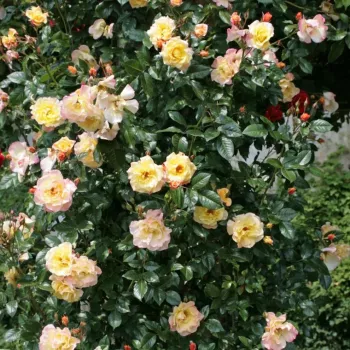 Amarillo limón con tonos rosa - árbol de rosas de flores en grupo - rosal de pie alto - rosa de fragancia intensa - manzana