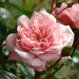 Rózsaszín - rambler, kúszó rózsa - Online rózsa vásárlás - Rosa Paul Noël - intenzív illatú rózsa - alma aromájú