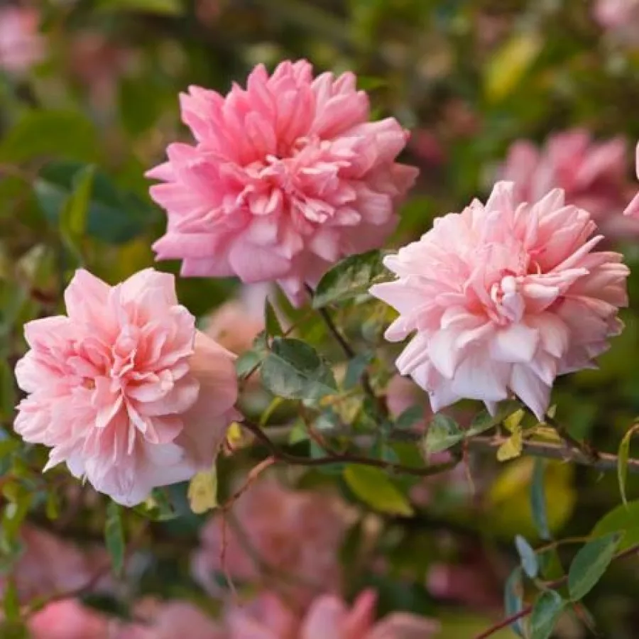 Różowy - Róża - Paul Noël - Szkółka Róż Rozaria