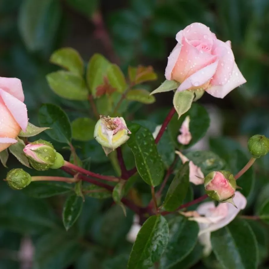 árbol de rosas de flores en grupo - rosal de pie alto - Rosa - Paul Noël - rosal de pie alto