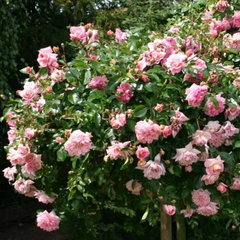 Rose clair - Fleurs groupées en bouquet - rosier à haute tige - retombant