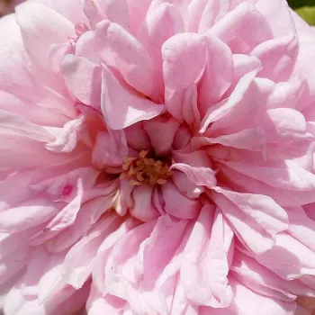 Ruže - online - koupit - rambler,popínavá ruža - ružová - Paul Noël - intenzívna vôňa ruží - aróma jabĺk - (300-500 cm)