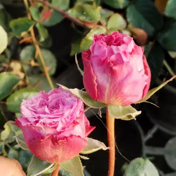 SINARA – rózsaszín teahibrid rózsa - pharmaROSA®