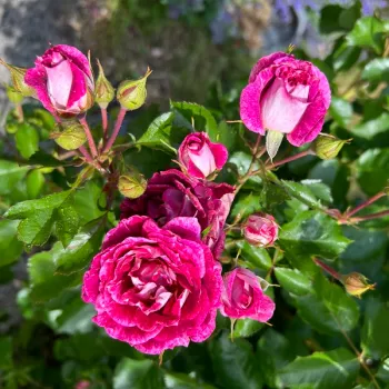 LET'S CELEBRATE – bíborlila-fehér virágágyi floribunda rózsa - Fryer