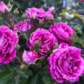 Mély bíborlila alapszín ezüstfehér szegéllyel és finom világos foltokkal. - virágágyi floribunda rózsa - enyhe, visszafogott illatú rózsa - lágyan édeskés aromájú