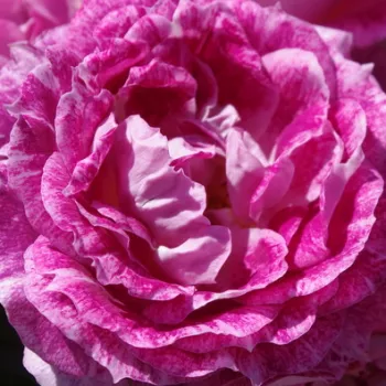 Rózsák webáruháza. - bíborlila - fehér - enyhe, visszafogott illatú rózsa - Let's Celebrate - virágágyi floribunda rózsa - (75-105 cm)