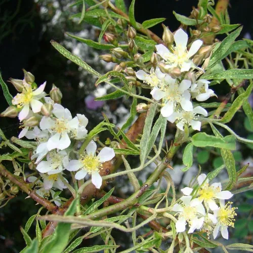 Rosa watsoniana