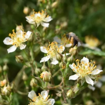ROSA WATSONIANA – rózsaszín talajtakaró rózsa