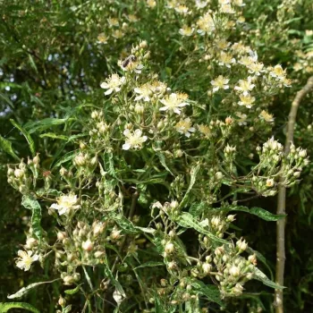 Rózsa kertészet - rózsaszín - nagyon gyenge, alig érezhető illatú rózsa - Rosa watsoniana - talajtakaró rózsa, tájépítészeti bokorrózsa - (80–150 cm)