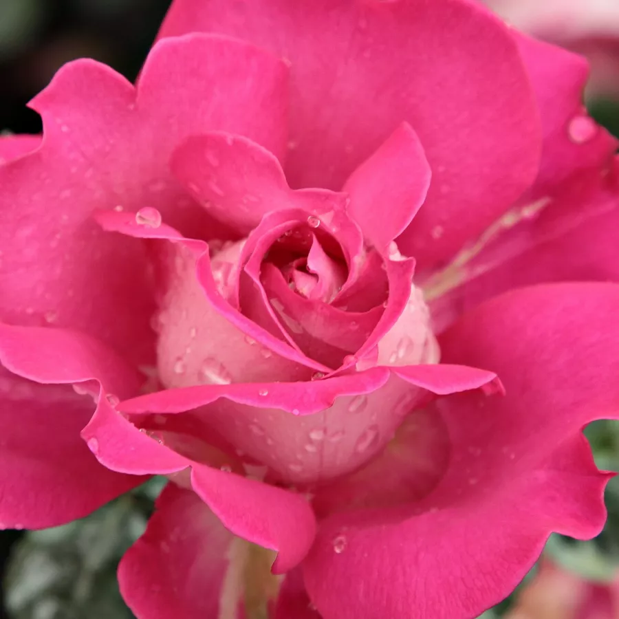 Hybrid Tea - Roza - Baronne E. de Rothschild - Na spletni nakup vrtnice