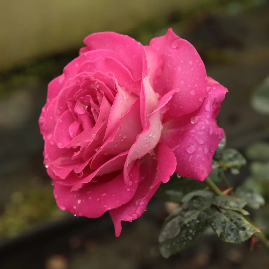 Rosa - Rosa - Baronne E. de Rothschild - rosal de pie alto