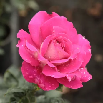 Rosa Baronne E. de Rothschild - ružičasta - ruže stablašice -