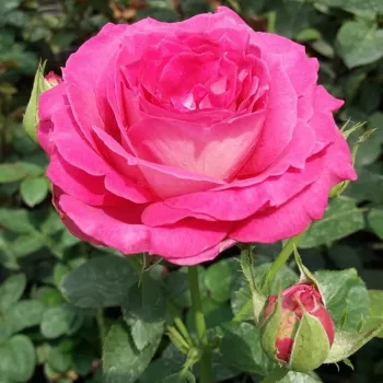 Roz închis - trandafiri pomisor - Trandafir copac cu trunchi înalt – cu flori teahibrid