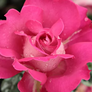 Online rózsa kertészet - rózsaszín - teahibrid virágú - magastörzsű rózsafa - Baronne E. de Rothschild - nem illatos rózsa