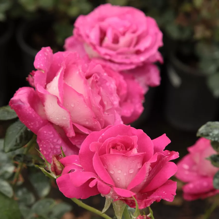 Trandafiri hibrizi Tea - Trandafiri - Baronne E. de Rothschild - comanda trandafiri online