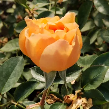 CEPHEUS – aranysárga virágágyi floribunda rózsa - pharmaROSA®