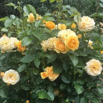 Gazdag, meleg aranysárga tónus enyhe krémes árnyalattal. - virágágyi floribunda rózsa - nagyon erős, messziről is érezhető illatú rózsa - édes, gyümölcsös aromájú