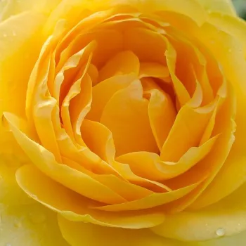 Online rózsa kertészet - aranysárga - nagyon erős, messziről is érezhető illatú rózsa - Cepheus - virágágyi floribunda rózsa - (95-125 cm)