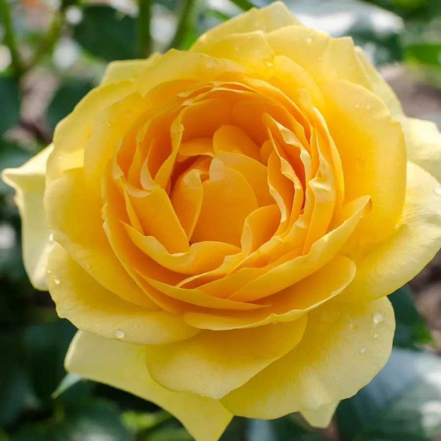 Virágágyi floribunda rózsa - Rózsa - Cepheus - online rózsa vásárlás